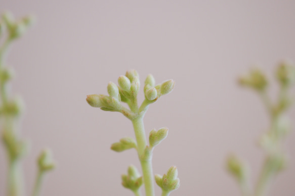 不思議な姿がとてもかわいい「クラッスラ アルストニー」　デスクトップにちょうどいい多肉植物 5枚目の画像
