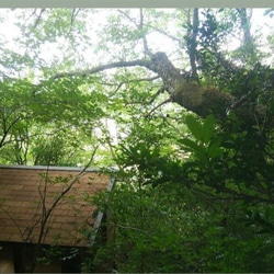 おまかせ木の実　　ソネングラス SONNENGLAS®︎ 500ml mini ※木の実のみの販売　ランプなし 9枚目の画像