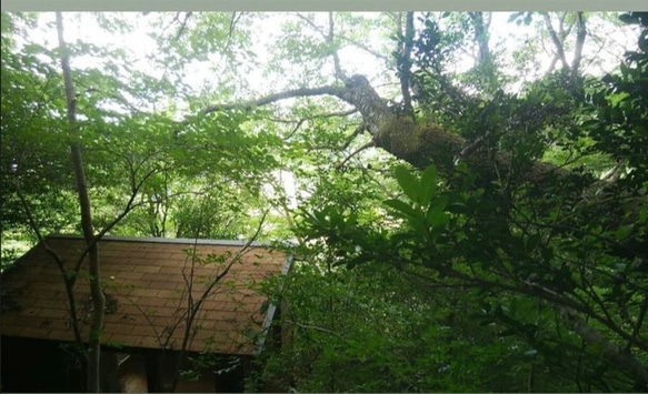 おまかせ木の実　　ソネングラス SONNENGLAS®︎ 500ml mini ※木の実のみの販売　ランプなし 9枚目の画像