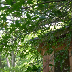 おまかせ木の実　　ソネングラス SONNENGLAS®︎ 500ml mini ※木の実のみの販売　ランプなし 8枚目の画像