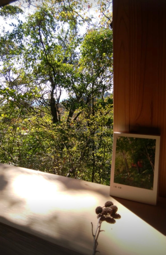 おまかせ木の実　　ソネングラス SONNENGLAS®︎ 500ml mini ※木の実のみの販売　ランプなし 17枚目の画像