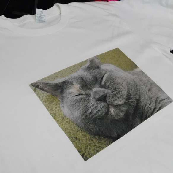 「おふとりさま」猫　「茶々」の顔プリントＴシャツ　6.2オンス　男女兼用 5枚目の画像