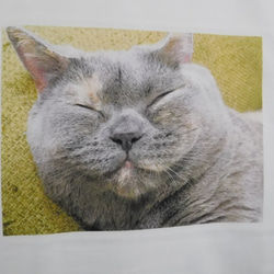 「おふとりさま」猫　「茶々」の顔プリントＴシャツ　6.2オンス　男女兼用 1枚目の画像