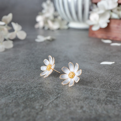 秋桜 －Cosmos－ 3枚目の画像