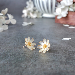 秋桜 －Cosmos－ 5枚目の画像