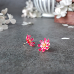 秋桜 －Cosmos－ 2枚目の画像