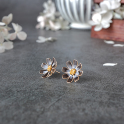 秋桜 －Cosmos－ 6枚目の画像