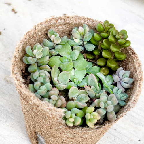 多肉植物 ピンクと緑のグラデーション*2 多肉植物 ピンクと緑のグラデーション*2 多肉植物 緑とピンクの