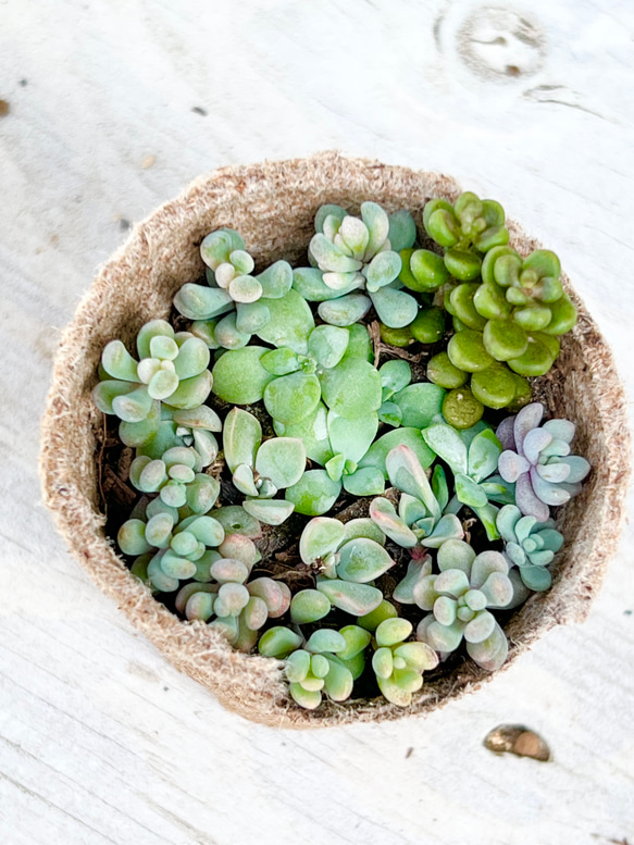 49.【札付き】Next Engage hyb. ASOBINI多肉植物 ニクサーナとピンクプリティとパープルヘイズ♡紅葉タイプ他人丼＊多肉