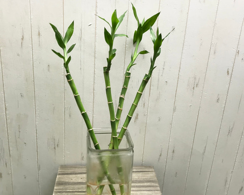 bdf9a2e187ecc4cc856201550ee675