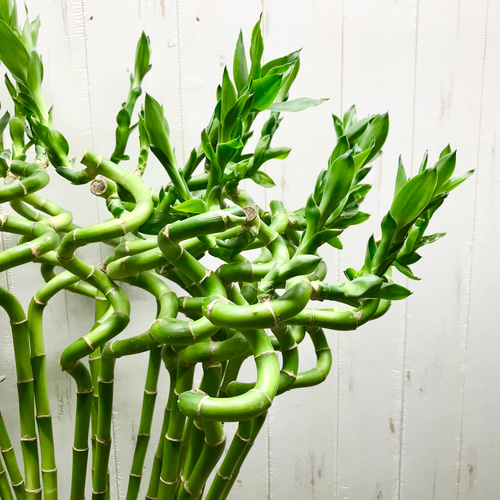 まとめ売り 幸運竹 スパイラルバンブー ミリオンバンブー 70cm 30本