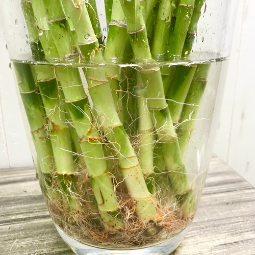 まとめ売り 幸運竹 スパイラルバンブー ミリオンバンブー 70cm 30本