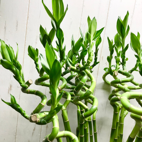 まとめ売り 幸運竹 スパイラルバンブー ミリオンバンブー 70cm 30本