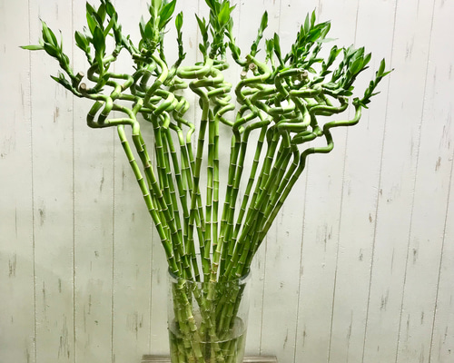 竹バンブー 535f24e30933cd9c4cd40fef879b62