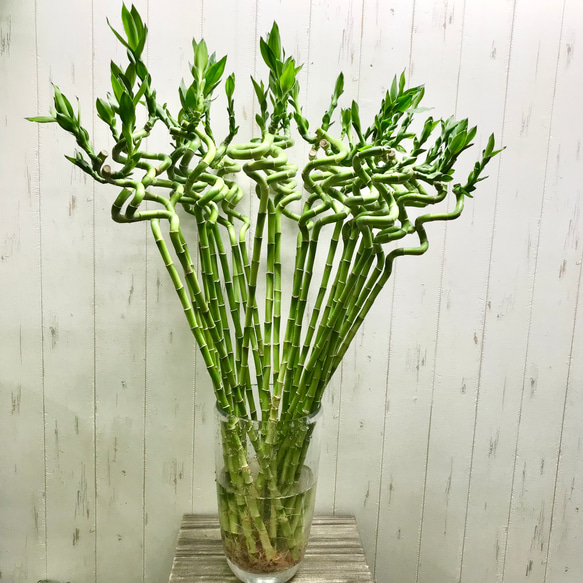 まとめ売り 幸運竹 スパイラルバンブー ミリオンバンブー 70cm 30本