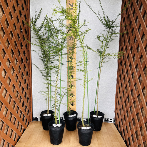 土佐文旦 4年生 苗木 実つき！ 【公式通販】