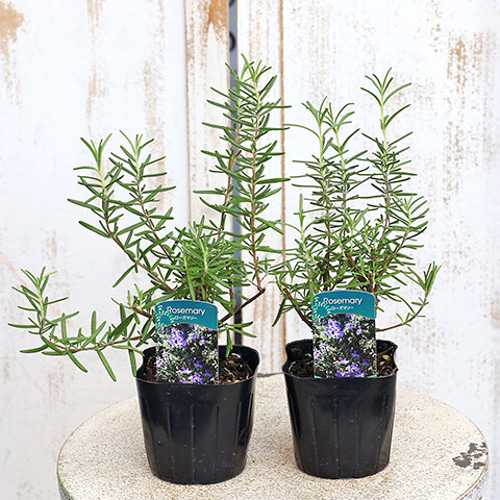 ハーブ苗 立性 ローズマリー 3号 多年草 香り 料理 食用 紫の花 育て