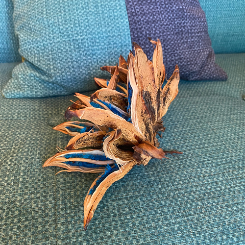 旅人の木A級品　6節 旅人の木 タビビトノキ 6節