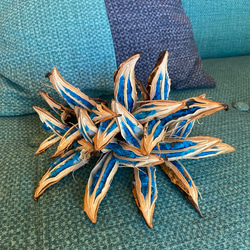 旅人の木A級品　6節 旅人の木 タビビトノキ 6節