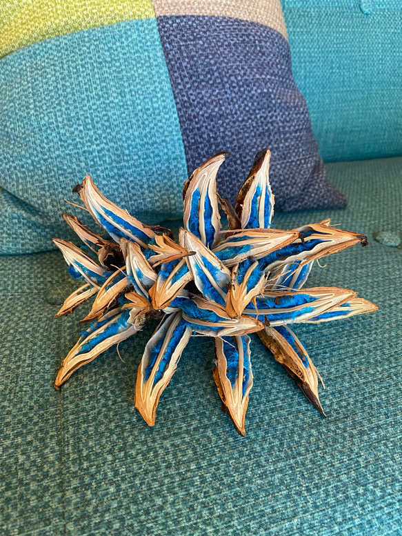 旅人の木 種 インテリア その他インテリア雑貨 tesoro 通販 14504958