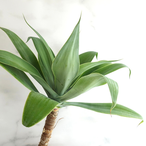 観葉植物　アガベ　アテナータ　アテヌアータ アガベ アテヌアータ 観葉植物 多肉植物 アテナータ〈ドラセナ ユッカ