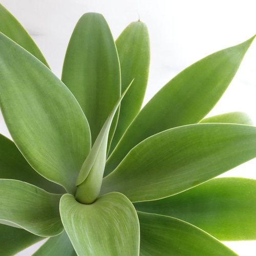 アガベ アテヌアータ 観葉植物 多肉植物 アテナータ〈ドラセナ ユッカ