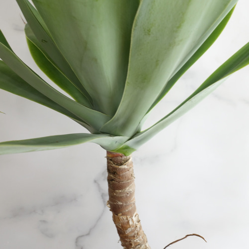 アガベ アテヌアータ 観葉植物 多肉植物 アテナータ〈ドラセナ ユッカ