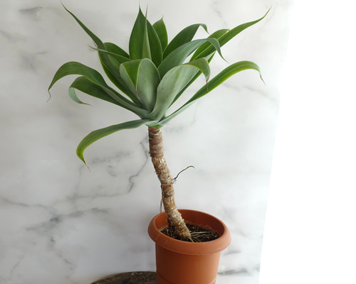 a29cb7471dc8c76817b51103961860