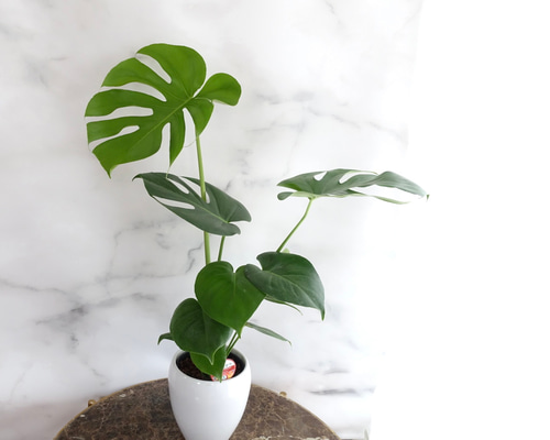 011173b2d83f4de99500e458edbf0c