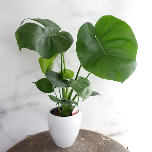 再入荷】陶器鉢♡モンステラ 観葉植物 室内 鉢 おしゃれ 〈カラテア