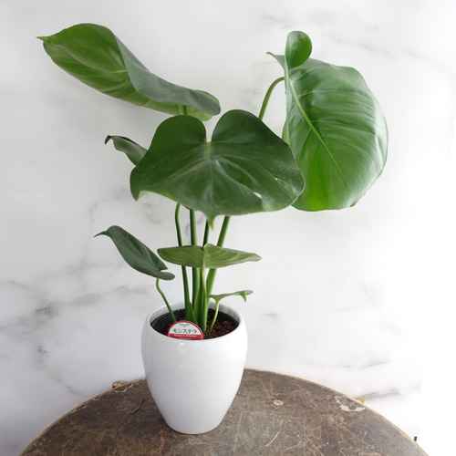 再入荷】陶器鉢♡モンステラ 観葉植物 室内 鉢 おしゃれ 〈カラテア