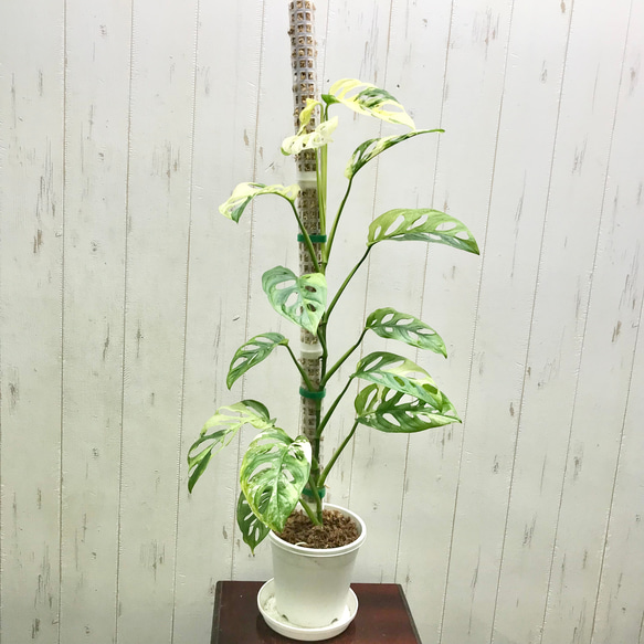 マドカズラハーフマーン斑Monstera adansonii variegata マドカズラ