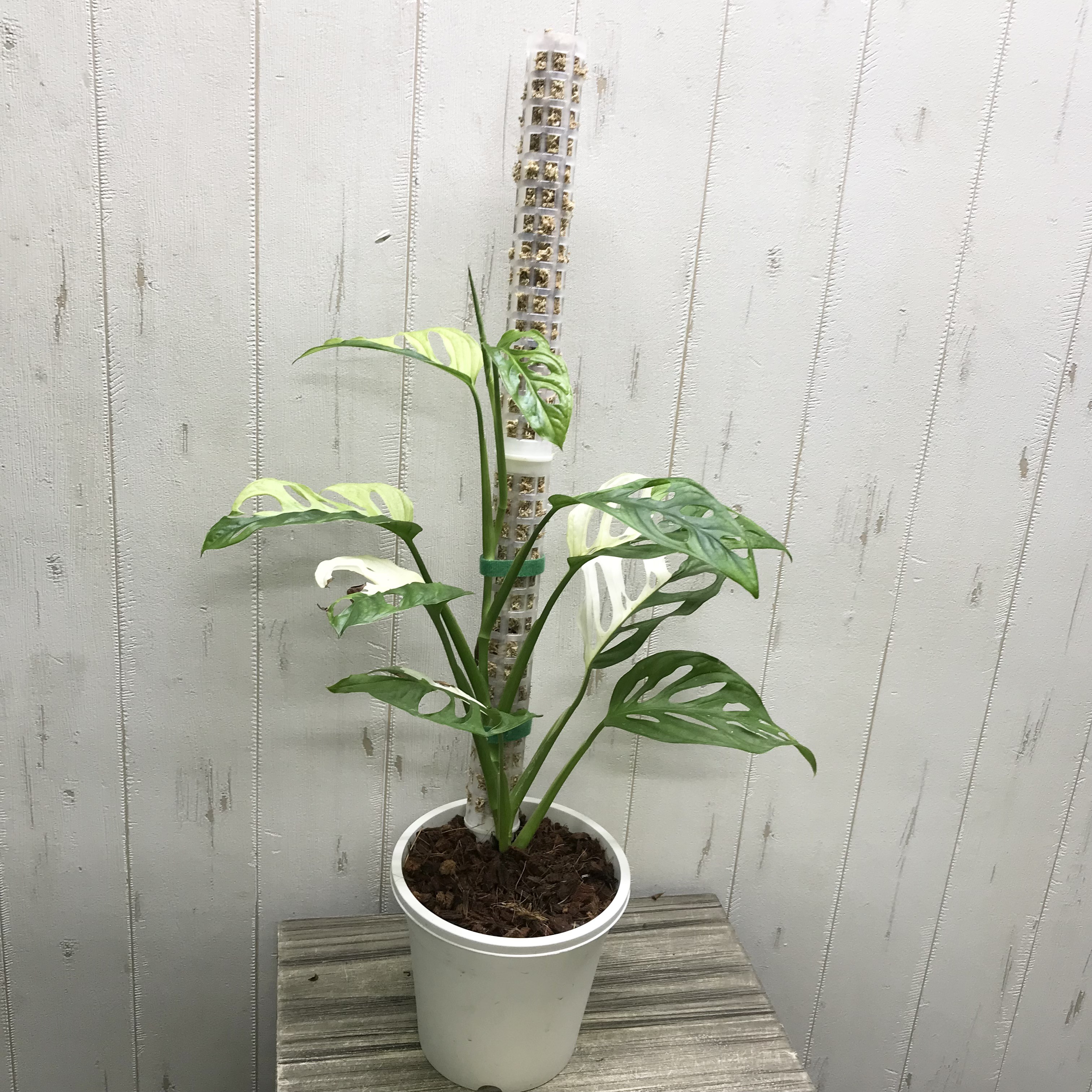 極斑良個体 ハーフムーン マドカズラ 斑入り Monstera adansonii