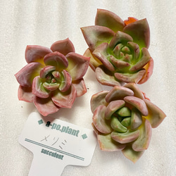 NEW 第四種送料無料◇メリミ◇多肉植物 韓国苗 多肉植物 a-po.plant