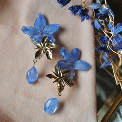 花びらの雫滴る✴︎夕陽色に輝く青色デルフィニウム・ピアス・イヤリング 1枚目の画像