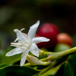 【非加熱はちみつ／２本セット】カフェ・コン・レチェに♪コーヒーの花の生はちみつ「COFFEE FOREST HONEY」 2枚目の画像