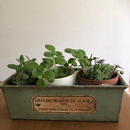 リメイク缶　お家モチーフ　小鳥ピック　No.197 リメイク缶 お家モチーフ 小鳥ピック No.197 観葉植物