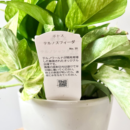 新品種】希少 ポトス テルノグレース Mサイズ 観葉植物 calm