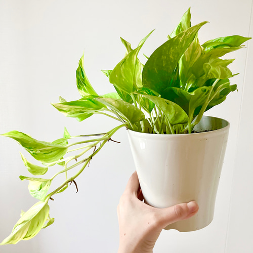 新品種 ポトス 【テルノエスプリ】観葉植物 室内 #13 その他