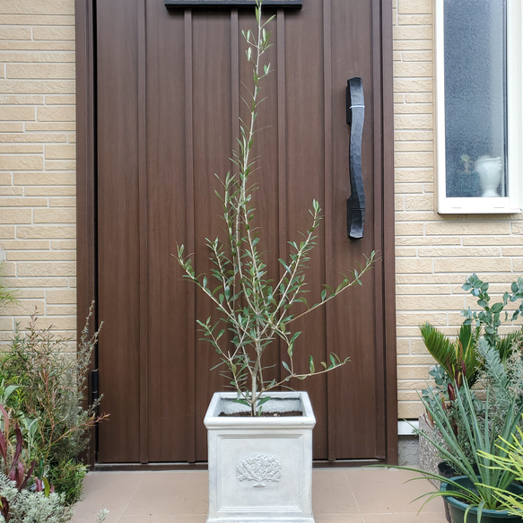 オリーブの木　エルグレコ　ホワイトスクエア型鉢植え　苗　シンボルツリー