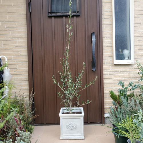 大きめ オリーブの木 エルグレコ スクエア型ファイバー鉢植え 苗