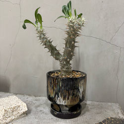 発送不可　近隣地域配達可⭐️コウモリラン　特大サイズ　ビカクシダ　*1541 発送不可 近隣地域配達可⭐️コウモリラン 特大サイズ ビカクシダ