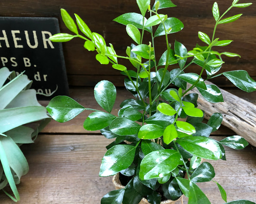 シルクジャスミン♡観葉植物♡インテリア♡柑橘系の花