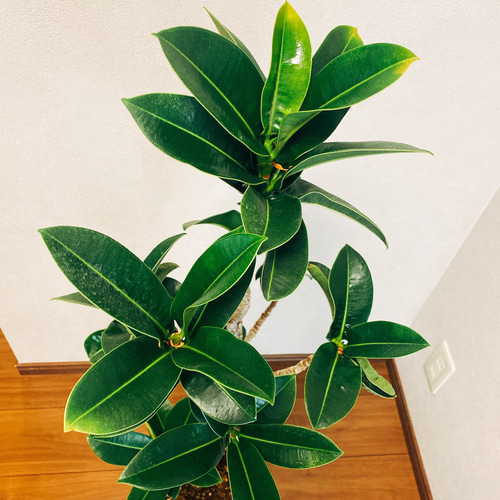 現品］【希少】30番 アポロゴム ゴムノキ 7号 観葉植物 レア