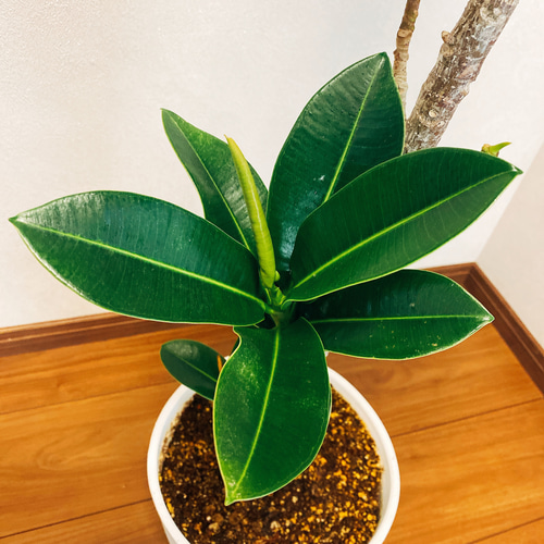 現品］【希少】30番 アポロゴム ゴムノキ 7号 観葉植物 レア