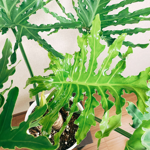 フィロデンドロン　セローム　根上がり　2【現品】観葉植物　室内　8号 観葉植物 フィロデンドロン 8号 セローム ヒトデカズラ 根あがり