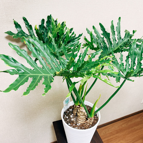 フィロデンドロン　セローム　根上がり　2【現品】観葉植物　室内　8号 観葉植物 フィロデンドロン 8号 セローム ヒトデカズラ 根あがり