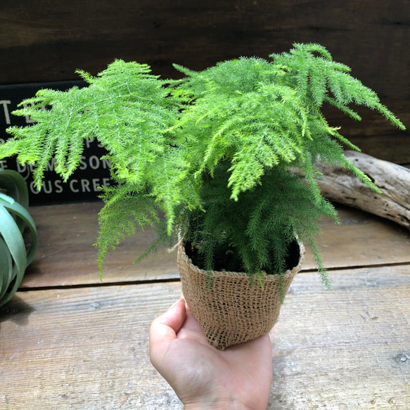 ナナス♡アスパラガス♡極小の葉っぱ♡観葉植物 3枚目の画像