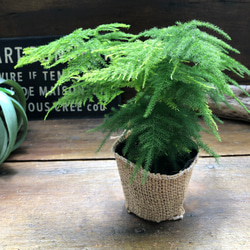 ナナス♡アスパラガス♡極小の葉っぱ♡観葉植物 9枚目の画像