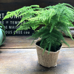 ナナス♡アスパラガス♡極小の葉っぱ♡観葉植物 1枚目の画像